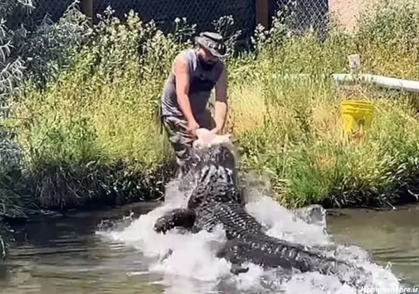  عکس کروکودیل وحشتناک