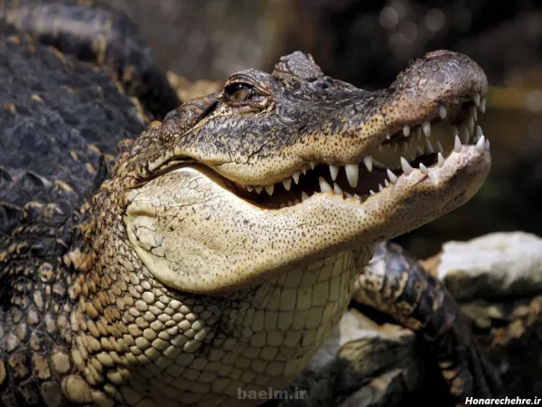  عکس کروکودیل وحشتناک