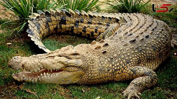 عکس تمساح