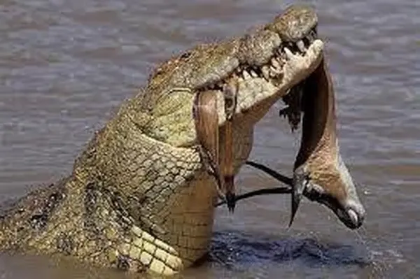  عکس تمساح