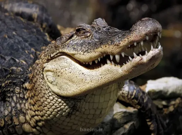  عکس تمساح