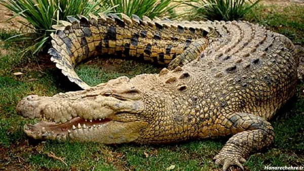  عکس تمساح وحشتناک