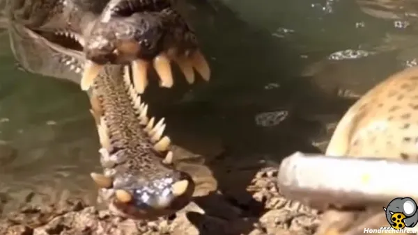  عکس تمساح وحشتناک