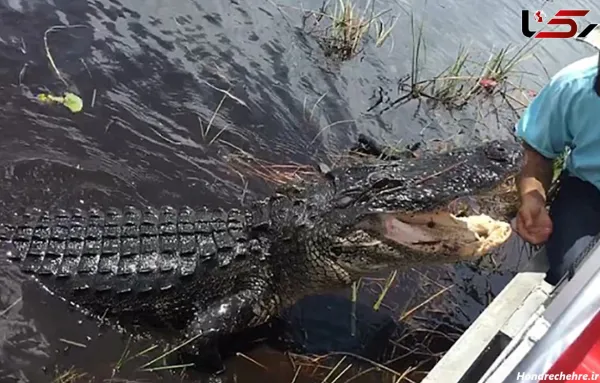  عکس تمساح وحشتناک