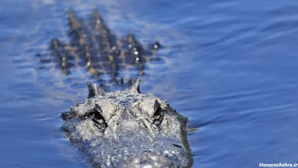  عکس تمساح وحشتناک