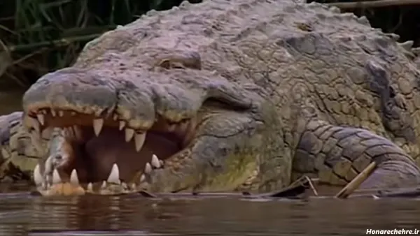  عکس تمساح وحشتناک