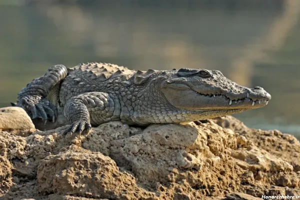  عکس تمساح برای پروفایل