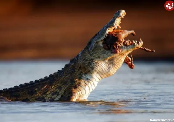  عکس تمساح برای پروفایل