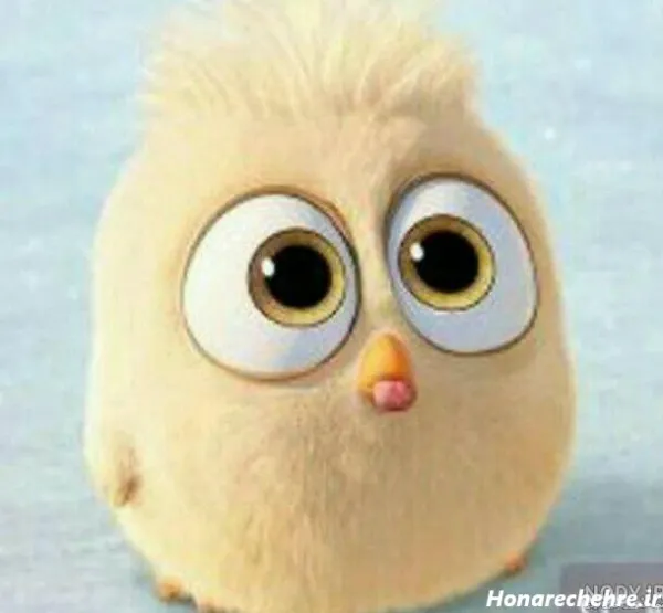 عکس کارتونی جوجه