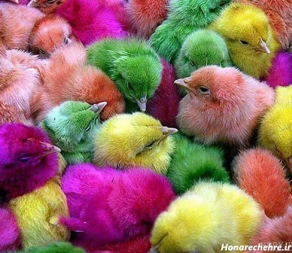  عکس کارتونی جوجه