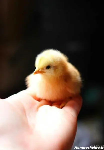  عکس کارتونی جوجه