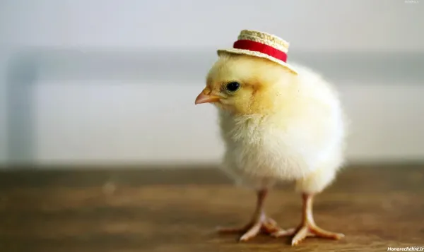  عکس کارتونی جوجه