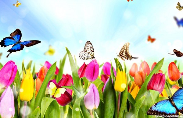  عکس جنگل کارتونی ساده