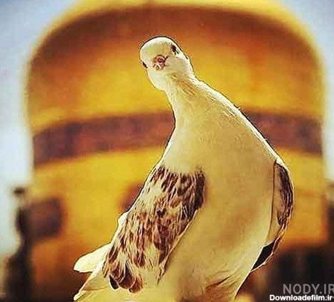  عکس مذهبی بدون متن