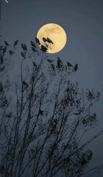  تصویر زمینه متحرک شب و روز