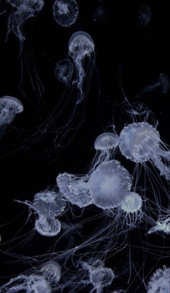  تصویر زمینه متحرک برای صفحه قفل