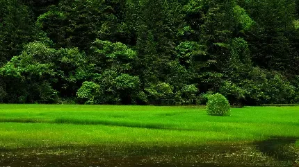  بک گراند برای ویندوز