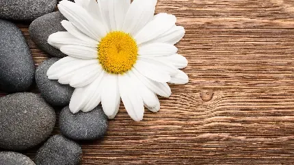  تصویر زمینه کریسمسی