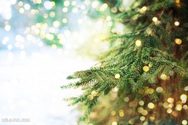  تصویر زمینه درخت کریسمس