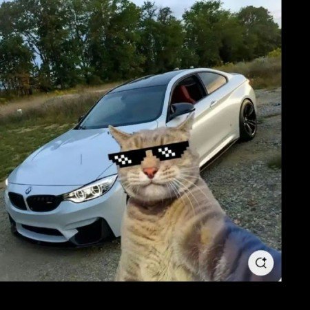  عکس پروفایل دختر و گربه