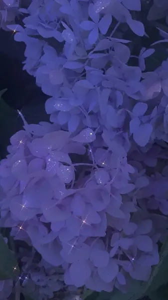  وایب بنفش کیوت