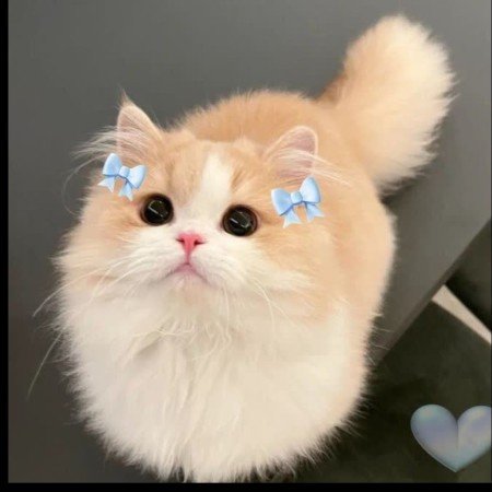  عکس پاپیون برای پروفایل