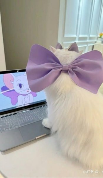  بک گراند پاپیون مشکی