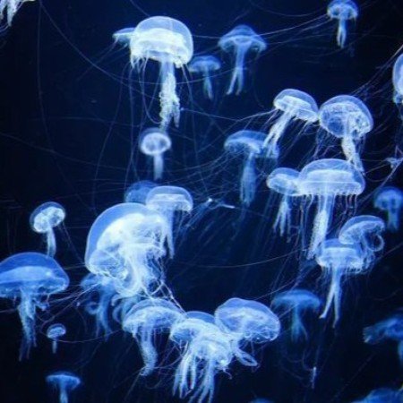 بک گراند پاپیون ابی