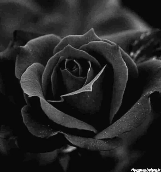  عکس تاریک سیاه