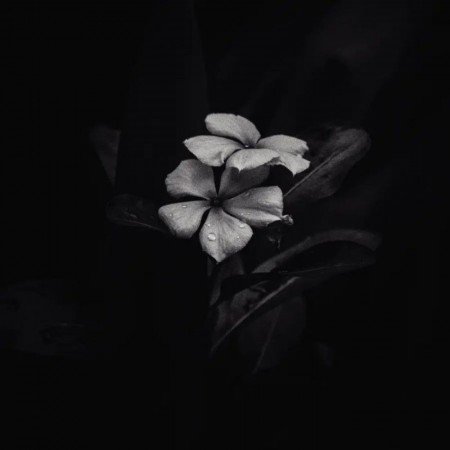  پروفایل دختر با گل