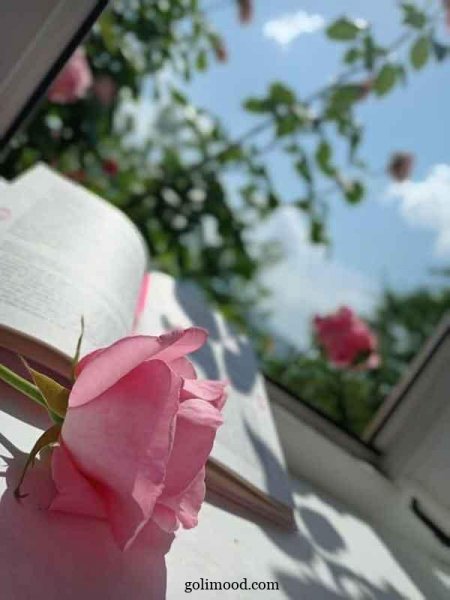 عکس گل برای پروفایل اینستا دخترونه