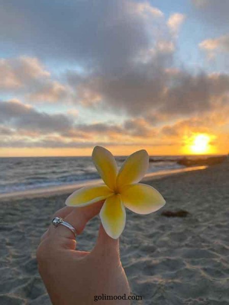  عکس گل برای پروفایل اینستا دخترونه