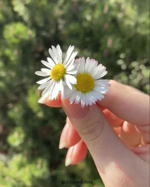  عکس گل برای پروفایل اینستا دخترونه