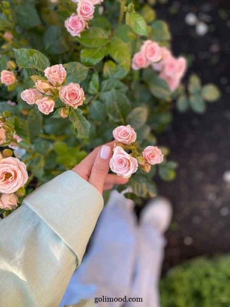  عکس گل برای پروفایل اینستا دخترونه