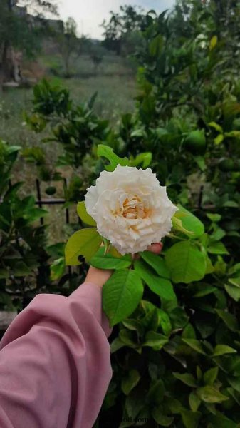  عکس گل برای پروفایل اینستا دخترونه