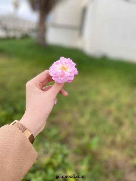  عکس گل برای پروفایل اینستا دخترونه