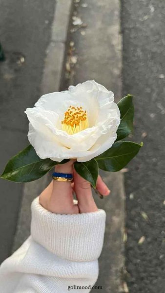  عکس گل برای پروفایل اینستا دخترونه