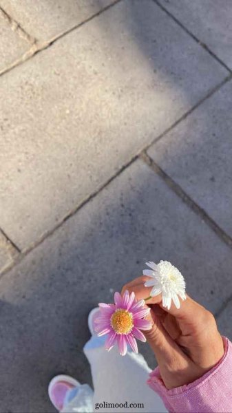  عکس گل برای پروفایل اینستا دخترونه