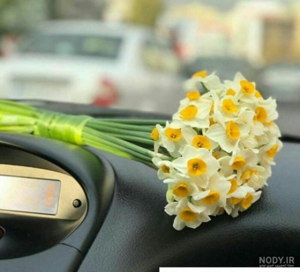  عکس دختر با گل نرگس برای پروفایل