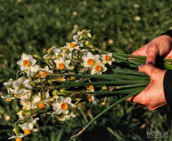  عکس دختر با گل نرگس برای پروفایل