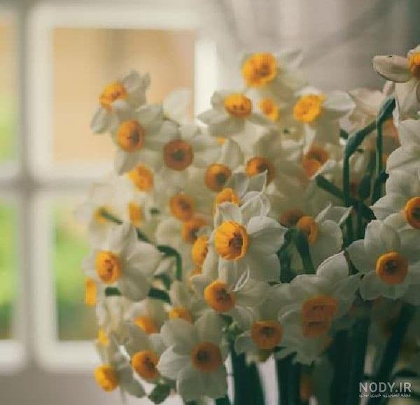  عکس دختر با گل نرگس برای پروفایل