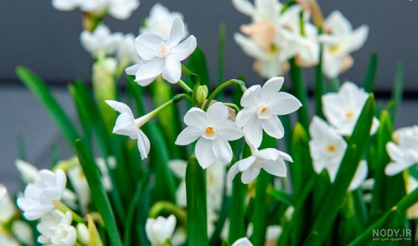 عکس گل نرگس و پروانه