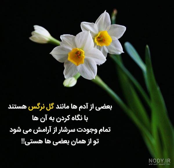  عکس گل نرگس و پروانه