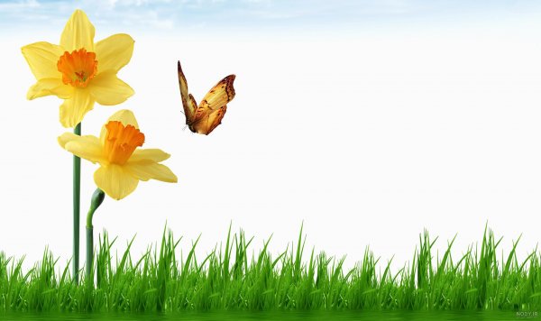  عکس گل نرگس و پروانه