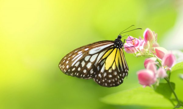  عکس گل نرگس و پروانه