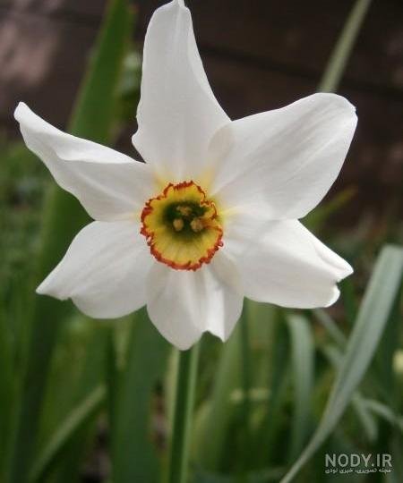  عکس گل نرگس و پروانه