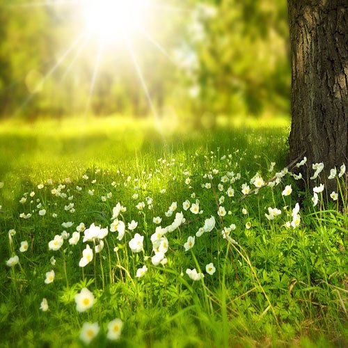 عکس گل نرگس برای پروفایل