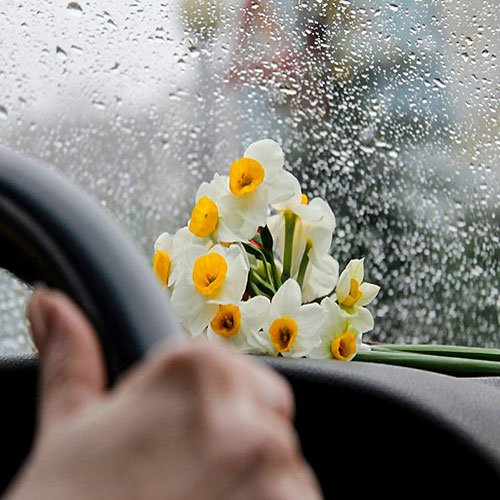 عکس گل نرگس برای پروفایل