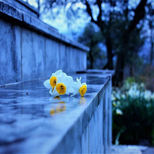 عکس گل نرگس برای پروفایل