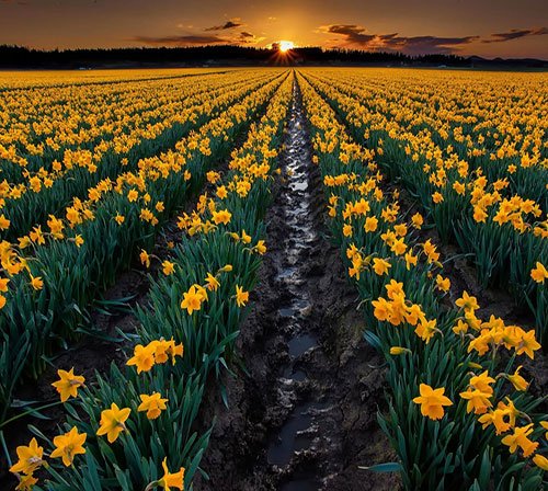 عکس گل نرگس برای پروفایل